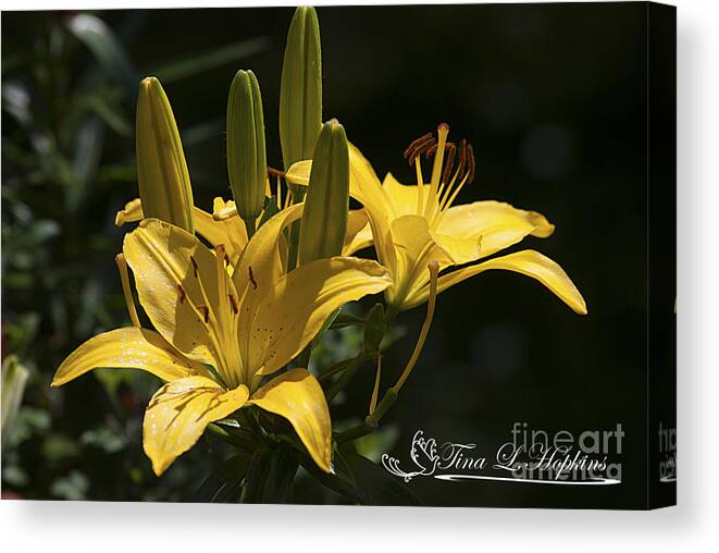 Yellow Canvas Print featuring the photograph Yellow Day Lily 20120615_43a #1 by Tina Hopkins