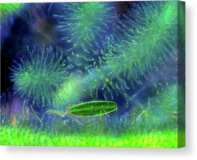 Alga Canvas Print featuring the photograph Desmid And Red Algae #10 by Marek Mis