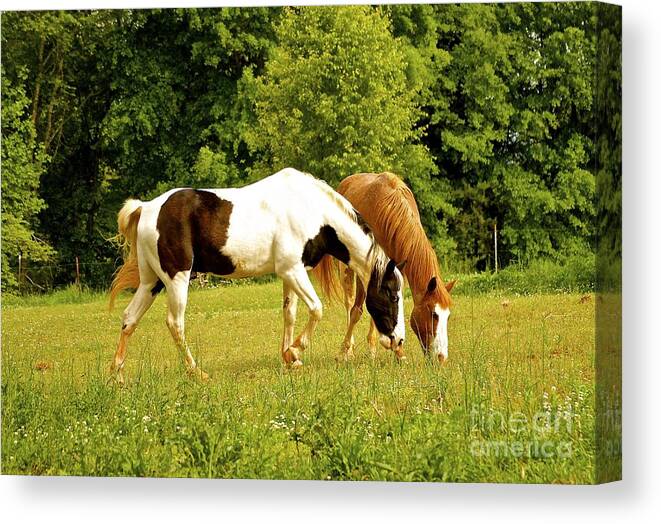 Horses Canvas Print featuring the photograph Horses #108 by Frank Conrad 