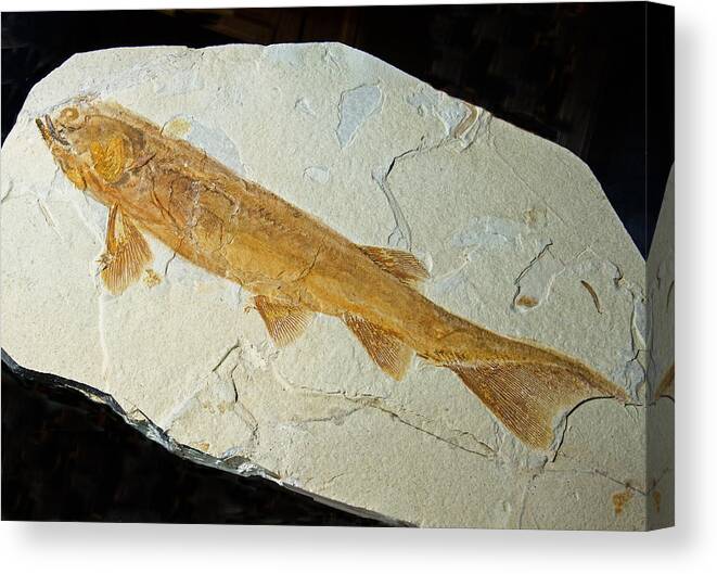 Nature Canvas Print featuring the photograph Fish Fossil #12 by Millard H. Sharp