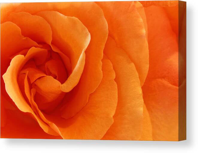 Background Canvas Print featuring the photograph Roses #13 by Peter Lakomy