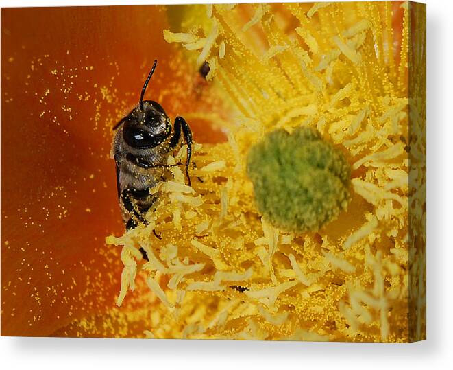 Becky Furgason Canvas Print featuring the photograph #watchinguswither by Becky Furgason