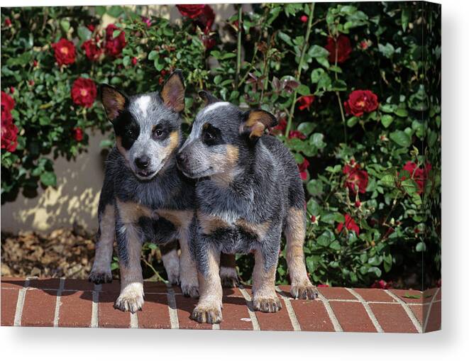 Photography Canvas Print featuring the photograph 1990s Two Australian Cattle Dog Puppies by Vintage Images