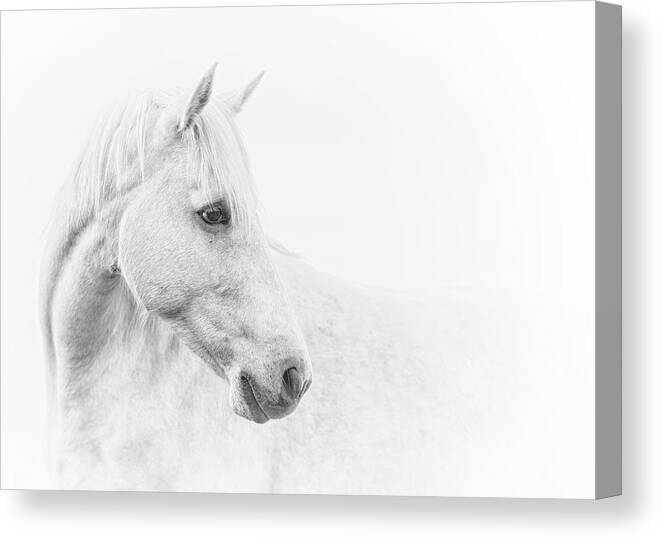 Equine Canvas Print featuring the photograph A Gentle Soul #2 by Ron McGinnis