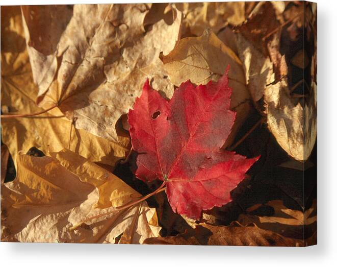 Autumn Canvas Print featuring the photograph Autumn 3 by Andy Shomock