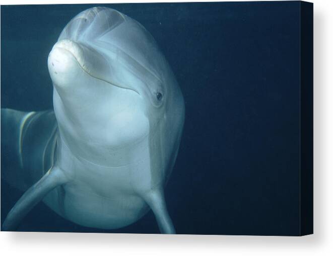 Feb0514 Canvas Print featuring the photograph Bottlenose Dolphin Hawaii #2 by Flip Nicklin