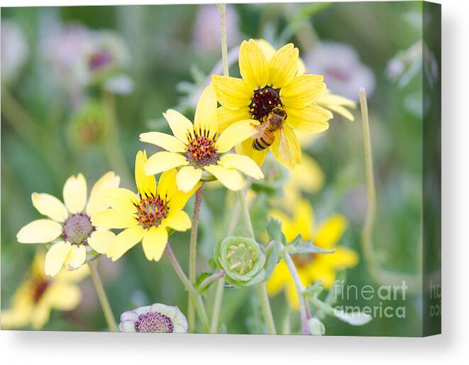 Bee Canvas Print featuring the photograph Chocolate for Breakfast by Tamara Becker