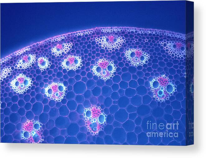 Light Micrographs Canvas Print featuring the photograph Corn Stem #2 by P. Dayanandan