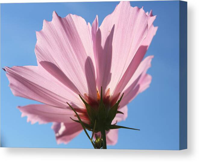 Flora Canvas Print featuring the photograph Cosmos 3 #2 by Gerry Bates