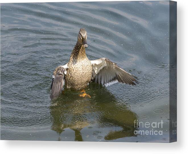 Duck Canvas Print featuring the photograph Duck #2 by Mats Silvan