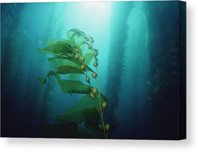 00085268 Canvas Print featuring the photograph Giant Kelp Macrocystis Pyrifera Forest #1 by Flip Nicklin