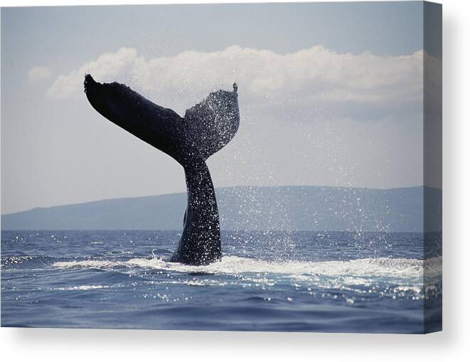 Feb0514 Canvas Print featuring the photograph Humpback Whale Tail Lobs Maui Hawaii #2 by Flip Nicklin