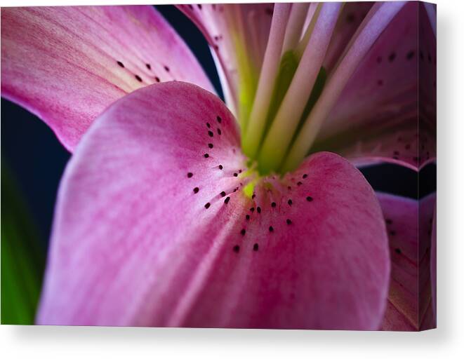 Botanical Canvas Print featuring the photograph In the Pink by Christi Kraft