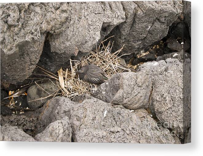 Lava Heron Canvas Print featuring the photograph Lava Heron #2 by William H. Mullins