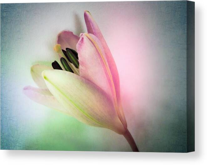 Lily Canvas Print featuring the photograph Lily in My Dreams #2 by Marianna Mills