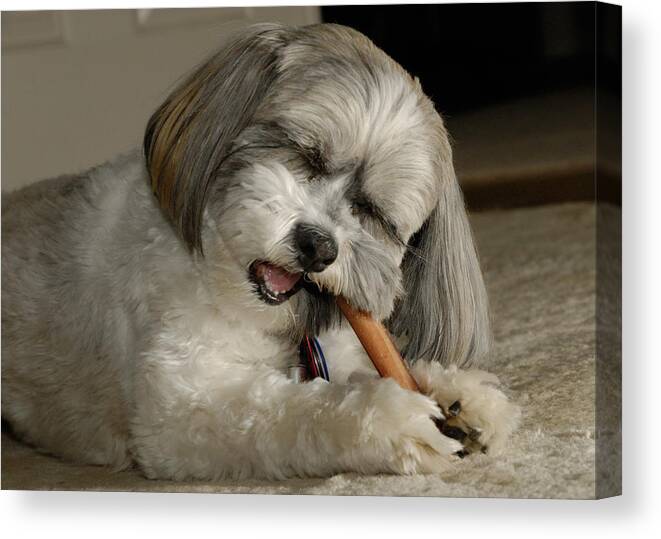 Lhasa Apso Canvas Print featuring the photograph My Bully by Arthur Fix
