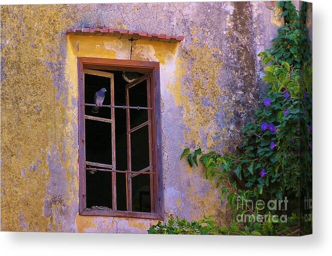 Pigeons Canvas Print featuring the photograph Pigeons and Morning Glories by Michele Penner
