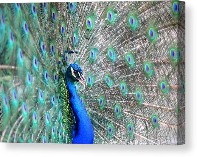 Peacock Canvas Print featuring the photograph Proud by Deena Stoddard