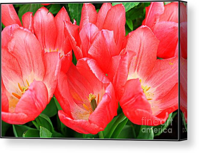 Tulips Canvas Print featuring the photograph Tulips Radiant in Pink by Dora Sofia Caputo