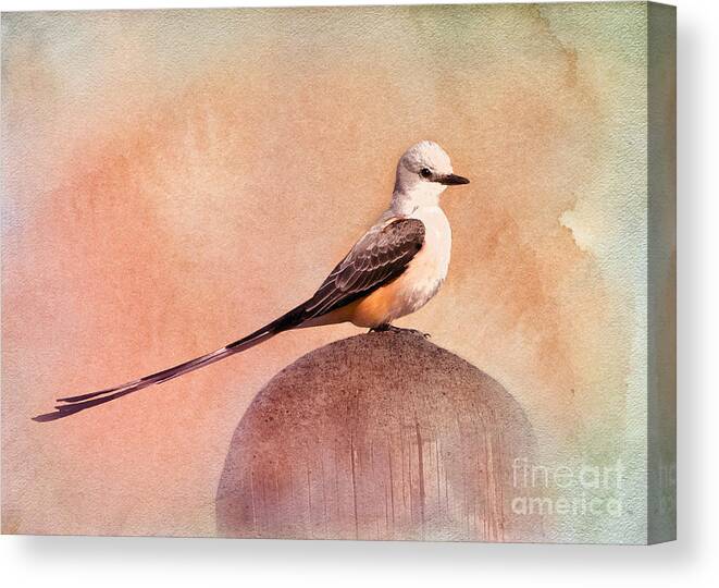 Flycatcher Canvas Print featuring the photograph Scissor-tailed Flycatcher #2 by Betty LaRue
