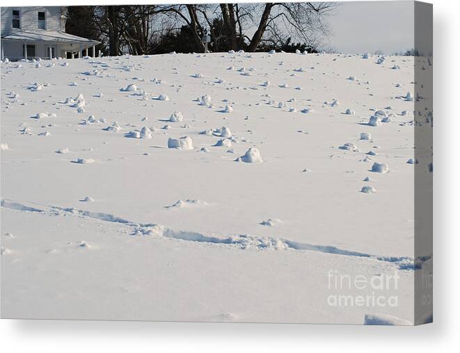 Field Canvas Print featuring the photograph Snow Rollers #2 by Lila Fisher-Wenzel