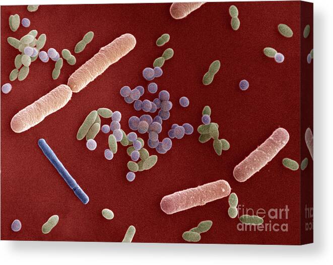Sem Canvas Print featuring the photograph Species Of Bacteria #6 by David M Phillips