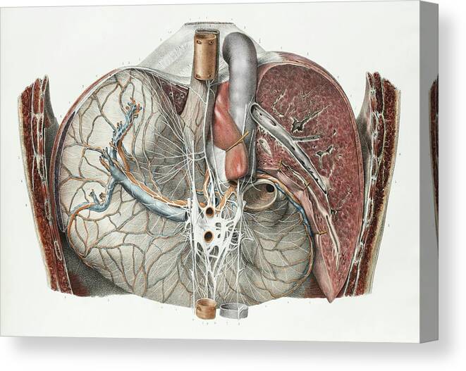 Human Body Canvas Print featuring the photograph Stomach And Liver #2 by Science Photo Library