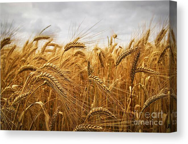 Wheat Canvas Print featuring the photograph Wheat by Elena Elisseeva