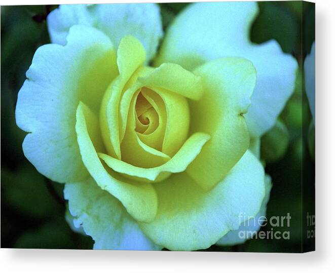 Yellow Rose Canvas Print featuring the photograph Yellow Rose by Allen Beatty