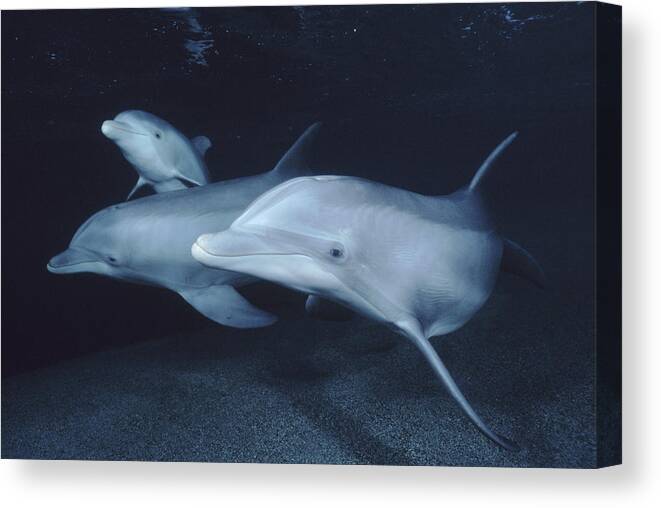 Feb0514 Canvas Print featuring the photograph Bottlenose Dolphin Trio Hawaii #3 by Flip Nicklin