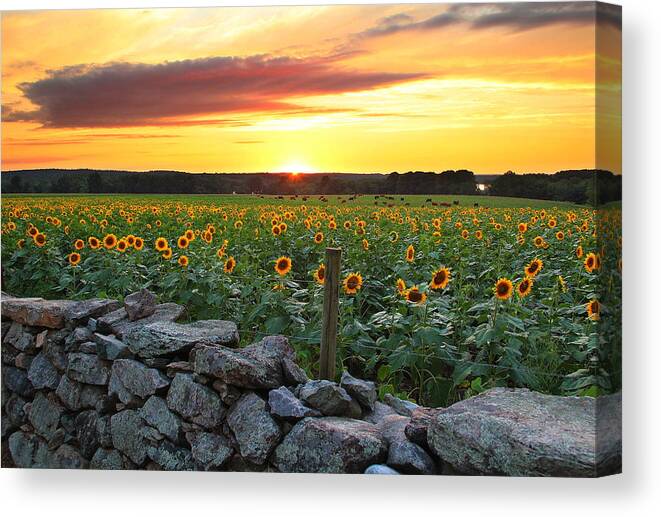 Sunflowers Canvas Print featuring the photograph Buttonwood Farm #3 by Andrea Galiffi