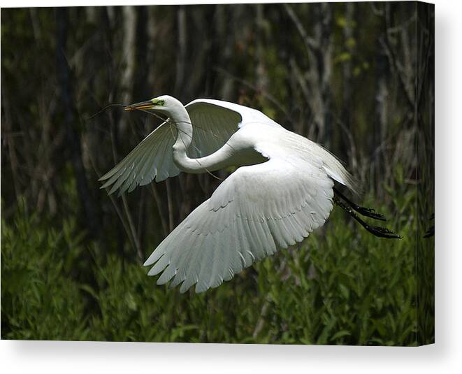  Canvas Print featuring the photograph Egret #3 by Pat Exum