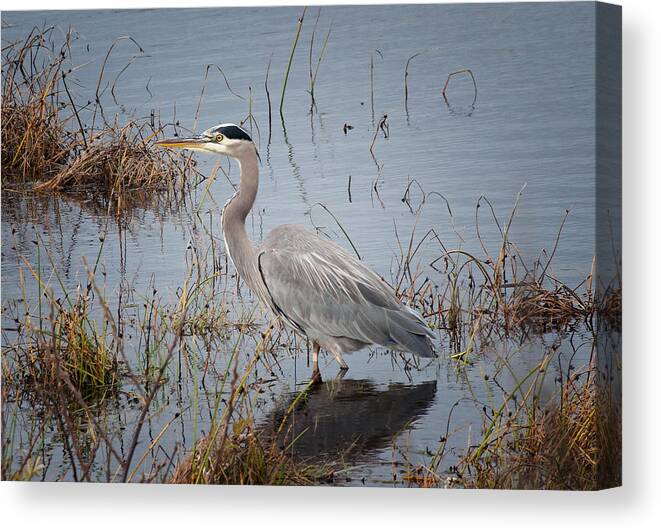 Blue Heron Canvas Print featuring the photograph Great Blue Heron #3 by Betty Depee