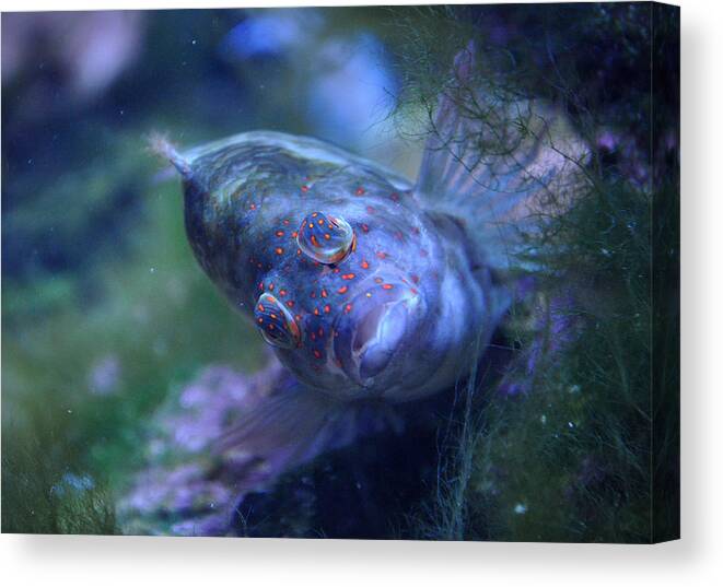 Redspotted Canvas Print featuring the photograph Redspotted Hawkfish by Savannah Gibbs