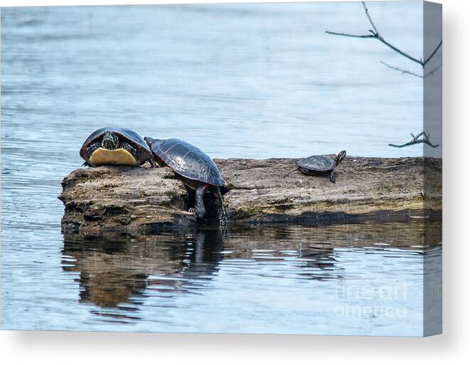 Painted Turtles Canvas Print featuring the photograph 3 Turtles by Cheryl Baxter
