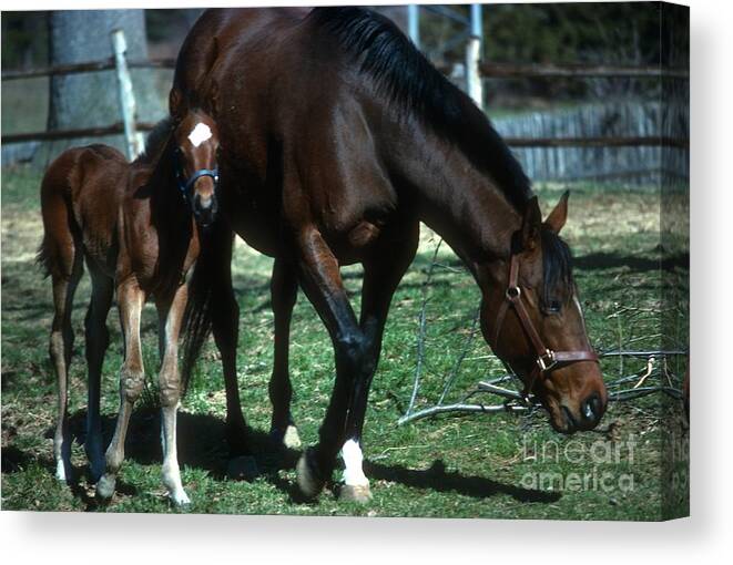 Horses Canvas Print featuring the photograph Horses #30 by Marc Bittan