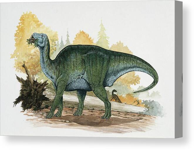 Colour Image Canvas Print featuring the photograph Dinosaur Eating A Leaf by Deagostini/uig/science Photo Library