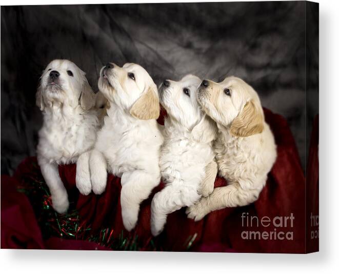 Dog Canvas Print featuring the photograph Festive Puppies #4 by Ang El