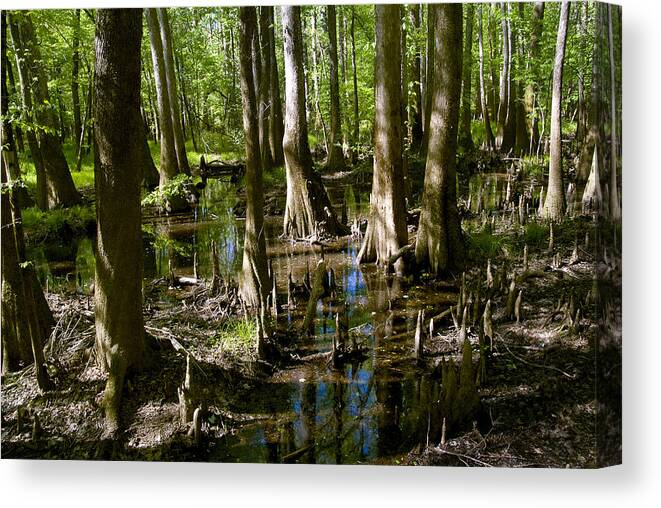 Bald Cypress Canvas Print featuring the photograph Bald Cypress Swamp #5 by Kenneth Murray