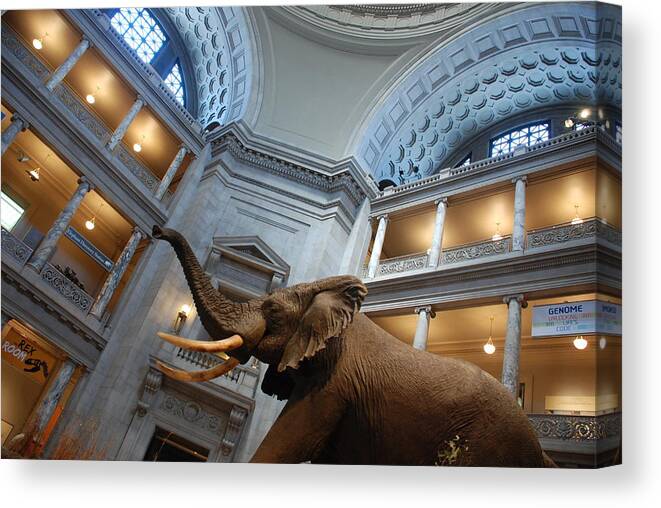 Bull Elephant Canvas Print featuring the photograph Bull Elephant in Natural History Rotunda by Kenny Glover
