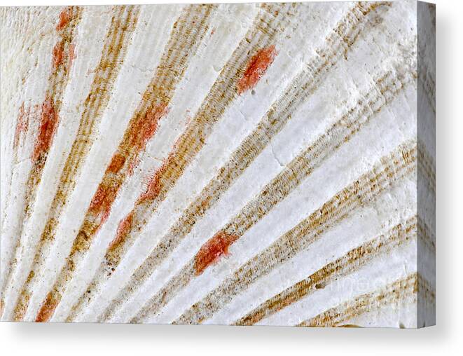 Shell Canvas Print featuring the photograph Seashell surface 1 by Elena Elisseeva