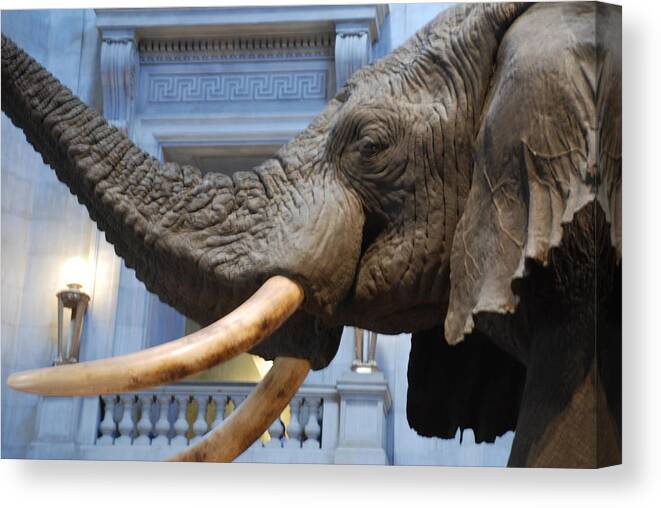 Bull Elephant Canvas Print featuring the photograph Bull Elephant in Natural History Rotunda #6 by Kenny Glover