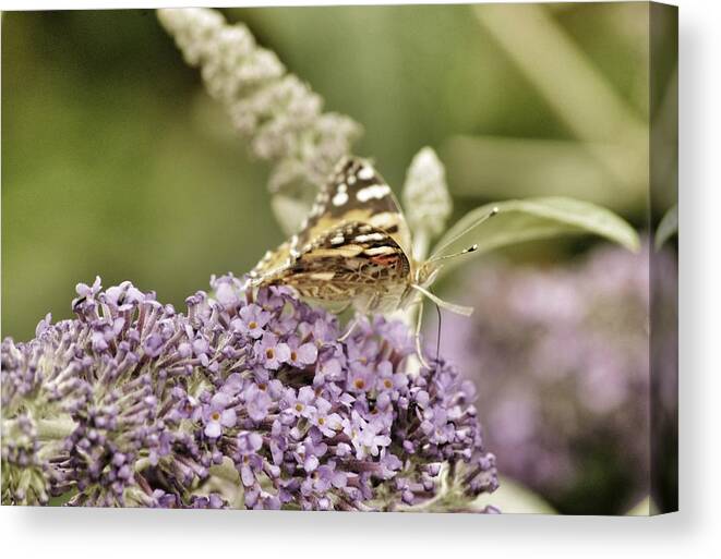 Butterfly Canvas Print featuring the photograph Butterfly #6 by Lorraine Lumb