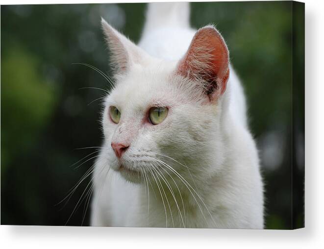 Photograph Canvas Print featuring the photograph Cat #6 by Larah McElroy