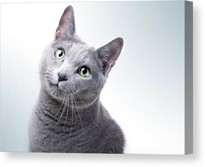 Cat Canvas Print featuring the photograph Russian Blue Cat by Nailia Schwarz