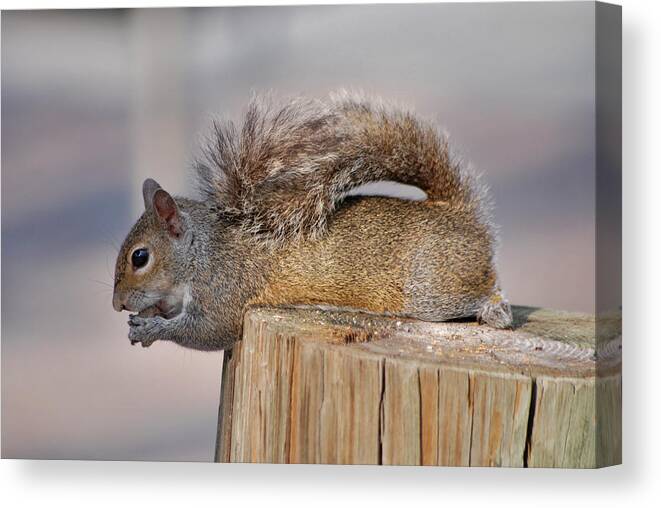 Squirrel Canvas Print featuring the photograph 6- Squirrel by Joseph Keane