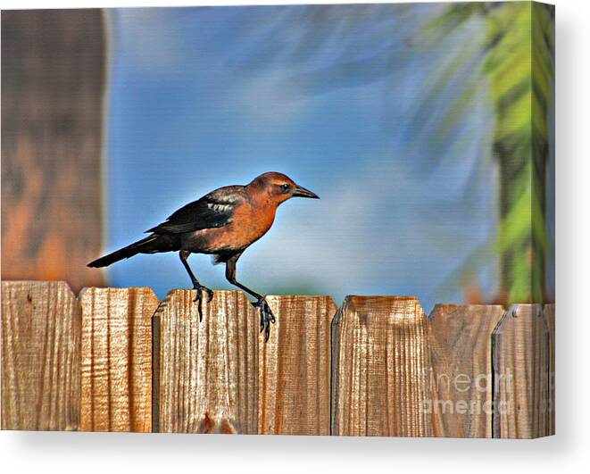 Grackle Canvas Print featuring the photograph 63- Grackle by Joseph Keane