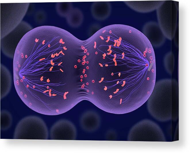 Anaphase Canvas Print featuring the photograph Meiosis #7 by Tim Vernon / Science Photo Library