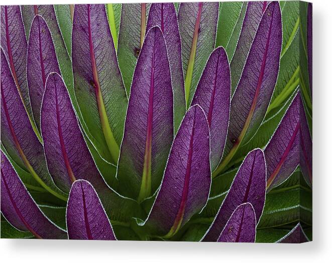 Abstract Canvas Print featuring the photograph The Giant Lobelias (lobelia Bequaertii #7 by Martin Zwick