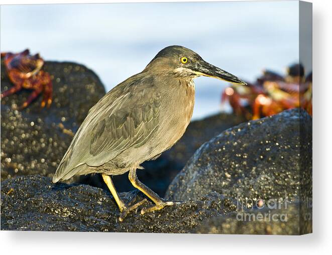 Striated Heron Canvas Print featuring the photograph Striated Heron #8 by William H. Mullins